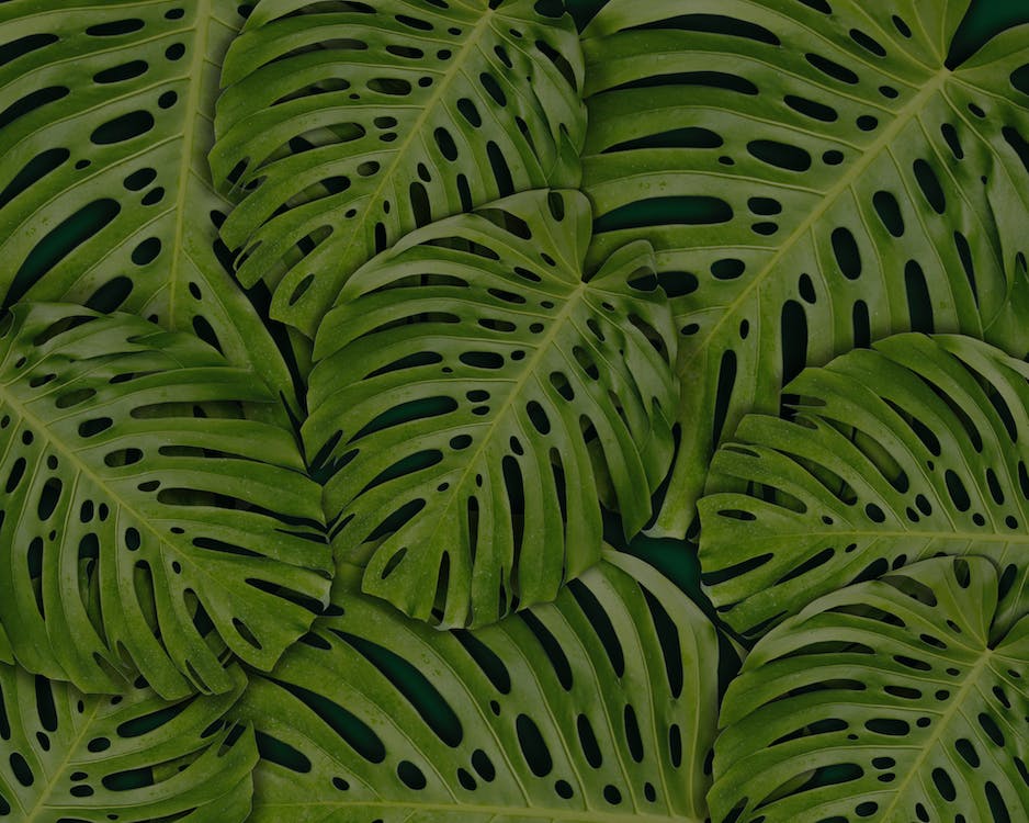 Placeholder image of leaves